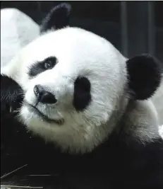  ?? ASSOCIATED PRESS ?? Lin Hui, a female Panda on a 10-year loan from China, is seen eating bamboo Sept. 23, 2005, at the Chiang Mai Zoo in Chiang Mai province, northern Thailand.