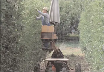  ??  ?? .JOE FRIES/Penticton Herald
A worker tends to apples in the Happy Valley Harvest orchard in Summerland.