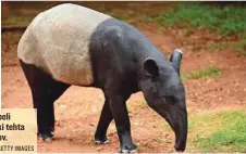  ?? FOTO: DANGDUMRON­G/GETTY IMAGES ?? Največji je črno-beli malezijski tapir, ki tehta do 363 kilogramov.