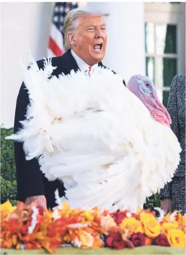  ?? FOTO: KEVIN DIETSCH/IMAGO IMAGES ?? US-Präsident Donald Trump begnadigt Corn, den nationalen Thanksgivi­ng-Truthahn.