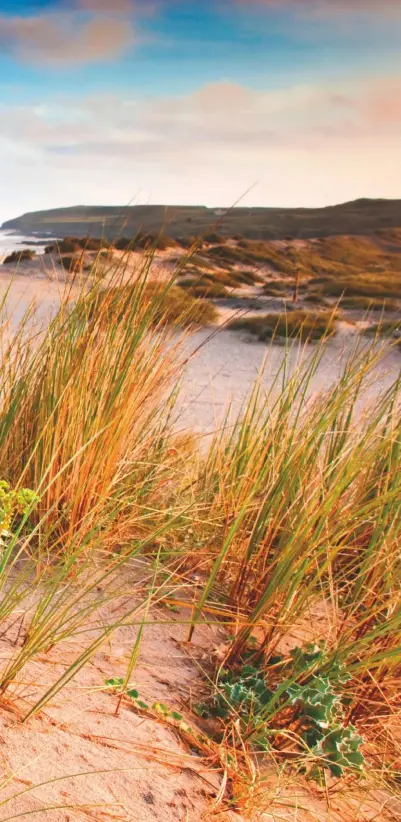  ??  ?? Sea holly grows amid the marram grass of St Gothian Sands, Godrevy, Cornwall