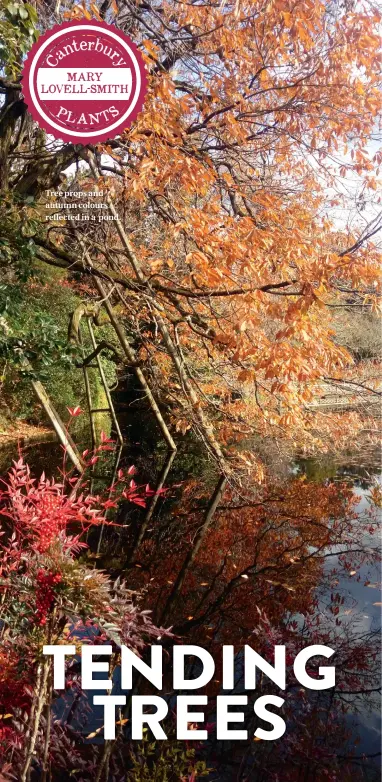  ??  ?? Tree props and autumn colours reflected in a pond.