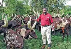  ?? ?? President Cyril Ramaphosa seen with Ankole cows, rumoured to have been bought from Ugandan president Yoweri Museveni.
