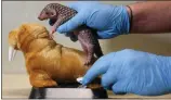  ?? PETR DAVID JOSEK THE ASSOCIATED PRESS ?? A baby Chinese pangolin is being weighed at the Prague Zoo in the Czech Republic on Thursday. It was born in the zoo on Feb. 2 as the first birth of the critically endangered animal on the European continent, and was doing well, the park said.