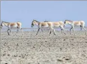  ?? HT PHOTO ?? Little Rann of Kutch is the lone abode of the endangered Indian wild ass.