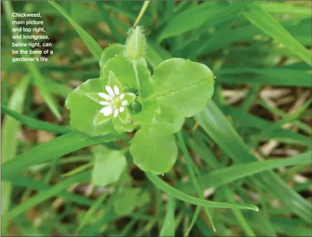  ??  ?? Chickweed, main picture and top right, and knotgrass, below right, can be the bane of a gardener’s life