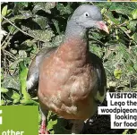  ?? ?? VISITOR Lego the woodpigeon looking for food