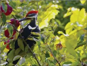  ?? DEAN FOSDICK VIA AP ?? This photo shows a pileated woodpecker eating apples from a tree in an orchard near Langley, Wash. Pest birds like European starlings, blackbirds, cedar waxwings and finches can devastate fruit crops. European starlings are bird pest Enemy No. 1 for...