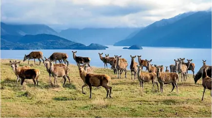  ??  ?? Venison returns from farms like Eweburn Station, backing on to Lake Te Anau, have helped lift Landcorp’s profit.