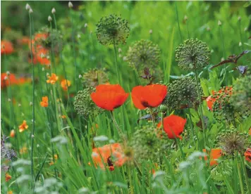  ??  ?? Preceding pages: Nothing here except the buildings is more than 12 years old. Above: Poppies and allium seedheads line the herbaceous borders. Right: The reading willow figure watches over Gunnera manicata