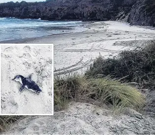  ?? PHOTOS: SUPPLIED ?? A dead little penguin at Tomahawk Beach on Thursday.