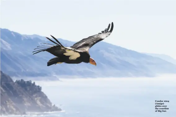  ?? Photos by Tim Huntington / Ventana Wildlife Society ?? Condor #204 (Amigo) glides over the coastline of Big Sur.