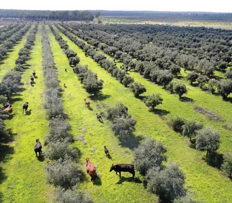  ??  ?? Angus cross cattle roaming the olive grove.