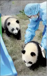  ?? PROVIDED TO CHINA DAILY ?? Yueyue and Banban, the first male and female panda twins born in Shanghai, are shown to tourists at Shanghai Wild Animal Park on April 22.