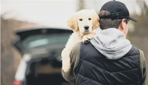  ?? ?? Pet thefts are increasing­ly common. File pictures above and right by Shuttersto­ck