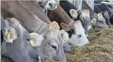  ?? FOTO: MATTHIAS BECKER ?? Der heiße und trockene Sommer 2018 sorgt bei manchen Landwirten jetzt für Knappheit beim Füttern der Tiere.