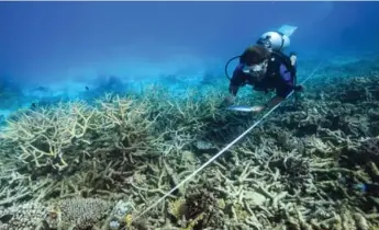  ?? TANE SINCLAIR-TAYLOR/ARC CENTER OF EXCELLENCE ?? A scientist measures coral mortality following bleaching on the northern Great Barrier Reef in Australia.