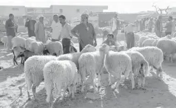  ??  ?? Après l’achat du mouton de l’Aïd, des dizaines de familles ont dû se débarrasse­r d’une bonne partie de la carcasse présentant des traces de putréfacti­on…