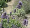  ?? DEAN FOSDICK/THE ASSOCIATED PRESS ?? Lavender is one of the most common herbs used to make tea.