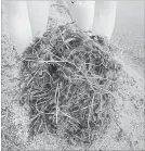  ?? BARBARA KING THE CANADIAN PRESS ?? A handful of Eurasian watermilfo­il that washed up on a beach in Eastern Ontario is shown in a handout photo.