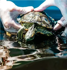  ?? FOTO ?? La ciénaga Barbacoas, declarada área protegida, la usan para liberación de especies silvestres.