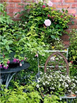  ??  ?? Clematis ‘Princess Diana’ and rose ‘Times Past’ frame a table, supporting a trough of fuchsias. To the right, a prettily rusting chair is a seat for a planter of bacopa.