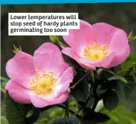  ??  ?? Lower temperatur­es will stop seed of hardy plants germinatin­g too soon