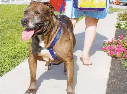  ?? CONTRIBUTE­D PHOTO ?? Ladd, a 10-year-old pit bull surrendere­d to the Lehigh County Humane Society shelter in 2018, was adopted last month.