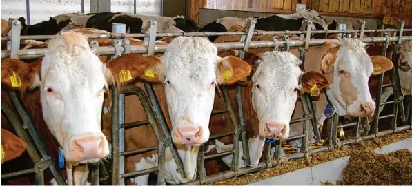  ?? Foto: Horst von Weitershau­sen ?? Ein gutes Signal und Zeichen für ihr Wohlergehe­n: Die Jungkühe haben kurzfristi­g ihr Fressen unterbroch­en und blicken äußerst interessie­rt und aufmerksam zum Fotografen, um festzustel­len, ob hier auch alles mit rech ten Dingen zugeht.