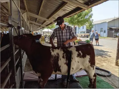  ?? PHOTOS BY JENNIE BLEVINS — ENTERPRISE-RECORD ?? Zane Naphan grooms a cow Thursday at the Butte County Fair in Gridley.