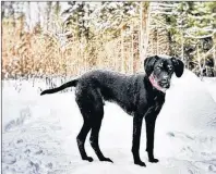  ?? SUBMITTED PHOTO ?? Whiskey the dog was out enjoying a late winter snowfall in Flatlands, N.B., recently. We should all learn to embrace winter like Whiskey.