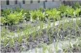  ??  ?? Rows of garlic foreground and sorrel lettuce in the back in Win and Ted Czum’s Dundas garden.