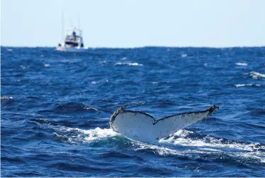  ?? The Associated Press ?? ■ A humpback whale dives off the coast of Port Stephens, Australia, on June 14, 2021. Lonely humpback whales are more likely to sing — but as population­s grow, whales wail less, a new study released on Thursday suggests.