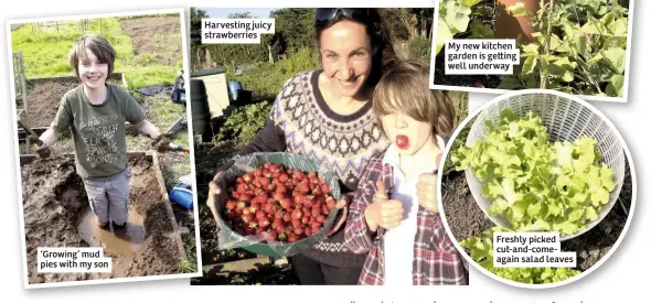  ??  ?? ‘Growing’ mud pies with my son Harvesting juicy strawberri­es My new kitchen garden is ge ing well underway Freshly picked cut-and-comeagain salad leaves