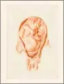  ?? Contribute­d photo ?? Jan van Rymsdyk’s drawing for plate XIII in William Hunter’s “The Anatomy of the Human Gravid Uterus.”