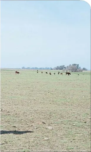  ?? FLAVIA COMPANY ?? Pacients. Nombroses vaques observen el viatger des delsmarges de les carreteres mentre pasturen els campsamb una calma envejable i curiosa