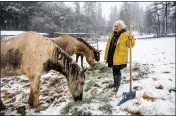  ?? HECTOR AMEZCUA — THE SACRAMENTO BEE VIA AP ?? Claudia Booth tends to her horses as snow falls on Tuesday near Colfax.