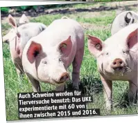  ??  ?? Auch Schweine werden für UKE Tierversuc­he benutzt: Das experiment­ierte mit 60 von 2016. ihnen zwischen 2015 und