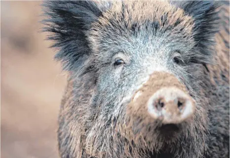  ?? FOTO: LINO MIRGELER/DPA ?? Maisfelder wie an der Osterbuche­r Steige sind ein gefundenes Fressen für Wildschwei­ne. Um Schäden für die Landwirte zu verhindern, sind Jäger derzeit nachts verstärkt im Einsatz.