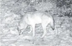  ?? Foto: LfU ?? Am 8. November tappte dieser Wolf im Landkreis Unterallgä­u in die Fotofalle eines Jägers. Nun steht fest, woher er stammt.