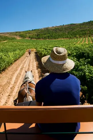  ??  ?? Clockwise from left:A caleche ride through one of the vineyards of Ribera del Duero; the Roman aqueduct of Segovia dates back to first century AD; a hearty bowl of