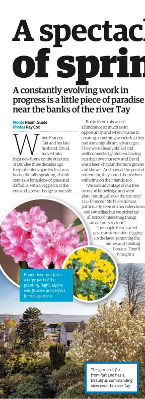  ?? Words Naomi Slade Photos Ray Cox ?? Rhododendr­ons form a large part of the planting. Right, alpine wallflower­s are perfect for rock gardens
The garden is far from flat and has a beautiful, commanding view over the river Tay