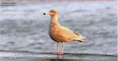  ??  ?? Glaucous Gull