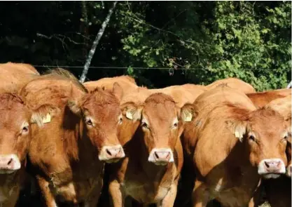  ??  ?? Beef cattle in Southern Province of Zambia. Beef pricing has continued to rise despite the easing trajectory in general food inflation