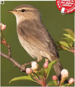  ??  ?? 9 Dusky Warbler (Wuerqihan, Inner Mongolia, China, 6 June 2019). Dusky Warbler is an increasing­ly regular winterer in Britain and as a result spring records are on the rise. Spring birds are a little more worn and ‘scruffy looking’ than pristine autumn birds, but the basic suite of structural and plumage characters still holds good.