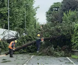  ??  ?? L’intervento Uno dei tanti alberi caduti nelle vie del centro di Dalmine