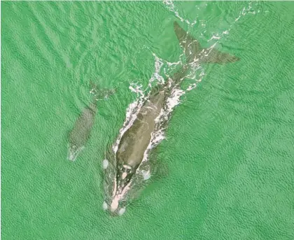  ?? Photo / Karina Groch ?? The tohora¯ (southern right whale) and her calf. Never separate mothers from calves.