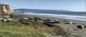  ?? JOHN DELL’OSSO—ASSOCIATED PRESS ?? In this photo taken Jan. 21, 2019, provided by the Point Reyes National Seashore, is a colony of elephant seals that took over a beach in Northern California during the government shutdown when there was no staff to discourage the animals from congregati­ng in the popular tourist area.