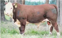  ??  ?? Charwell stud from Rotorua purchased Otapawa Rio Grande 9073 (left) for $17,000 all sired by Frontier.
Lined up in lot 15 (right).