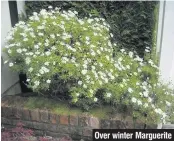  ??  ?? Over winter Marguerite